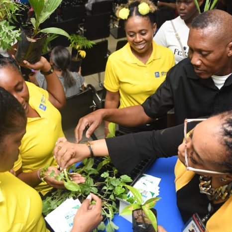 Lena Peart (right), business relationship and sales manager, JN Bank Half Way Tree hands out seedlings to members of staff at JN Bank. Looking on is Mark Harvey, acting extension officer at the Rural Agricultural Development Authority.